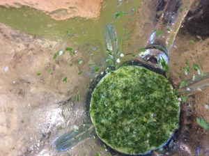 The marinade is ready