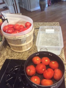Starting the peeling process by dropping the tomatoes into the boiling water